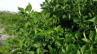 SWEET PEPPER 🌶 ESSENTIAL CARE FOR ANY PLANT !! ((👏 1 Year 👏 ))
