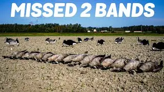 WE MISSED 2 BANDS in a bare DIRT field! WA State Early Goose 2022