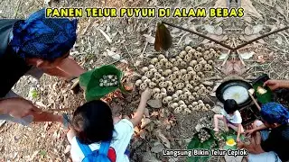 CARI DAN PANEN TELUR PUYUH DI ALAM BEBAS SERU SEPERTI MENCARI HARTA KARUN❗