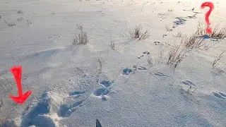 Лучшие выстрелы сезона. Охота на зайца