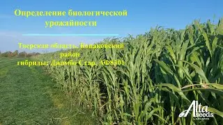Биологическая урожайность гибридов Джамбо Стар и АФ8301