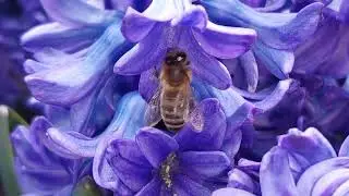 bee, apis, honeybee
