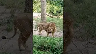 Rare facts about lions. See description. 