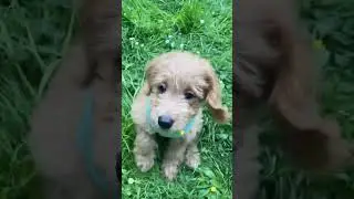 Puppy love 💕 