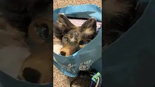 Apollohs eyes are watching you 👁️👁️