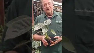 Indoor Plants and How They Lift Your Spirit - Paradise Distributors