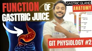 gastric juice physiology | function of gastric juice git physiology | gastrointestinal physiology