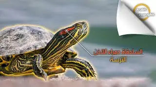أسرار العناية بالسلحفاة حمراء الأذن (الترسة): نصائح ذهبية
