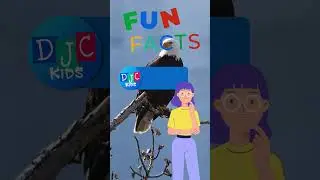 Eagle Excitement: DJC Kid's 5 Fun Facts About Awesome Eagles! 🦅✨  