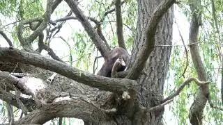 Fox up a tree