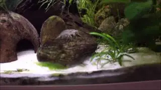 2017-12-06 Eheim Aquastar 54 Led