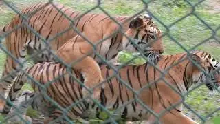 Tiger mating in bannerghatta zoo !! loving tiger couple in bannerghatta national park zoo
