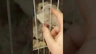 Пушка и Федька))