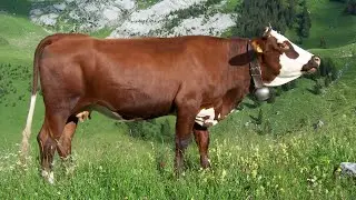 Abondance Dairy Cattle | High Altitude Grazers