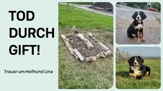 FarmVlog#166 - Hofhund Lina ist tot