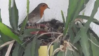 Rotkehlchen Fuetterung 31. Juli 2016