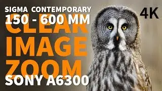 Sigma 150 - 600 Contemporary Clear Image Zoom Sony a6300 Sigma MC11 Converter | Great Gray Owl