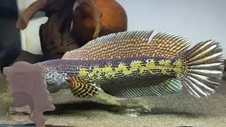 CHANNA AURANTI HIGH FIN