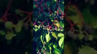 Binaural Experiment
