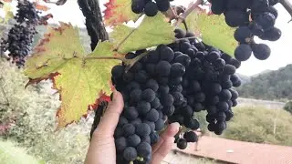 Slovenia 🇸🇮 | Buah-Buahan gratis di Desa 😍