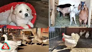 All birds and animals in the household