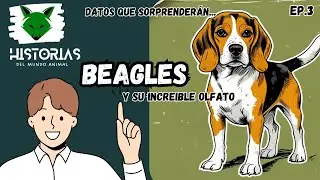 Beagles: Datos Increíbles y Curiosidades que Te Sorprenderán 🐶✨#perros  #beagles #mascotas #viral