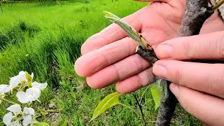 ✂🌳 Обрезка и прорастание летних прививок на молодых деревьях 🌿