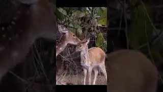 cute Deer 😍
