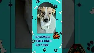 Pet of the Month - August 2024