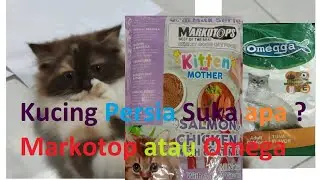 Kucing Persia Doyan Markotop Kitten and Mother atau Omega Cat Tuna