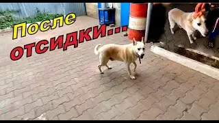 Собака охранник бегает без цепи, выпустили во двор, счастья нет предела! Сразу надо и туда, и туда!