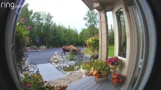 Family of Moose - The Ring Video Doorbell
