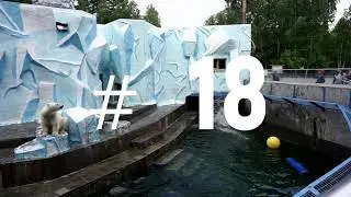33 прыжка за 10 минут/белые медвежата соревнуются в нырянии