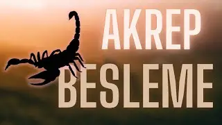 1 Aydır Çalışan Akrep Besleme Ekosistemi