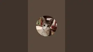 Pets and animals