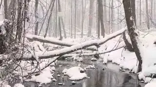 Mysterious Forest Stream with Snow: Searching for the Answers  #forest #snow#nature #nativeamerican