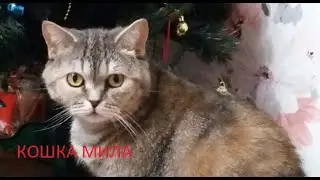 История про мою кошку Милу