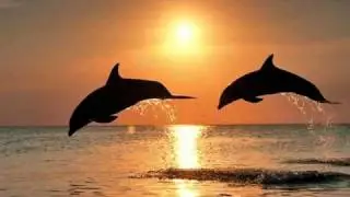 Neonica - Dolphins