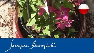 Clematis i inne pnącza na balkonie - sadzenie