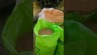Gandam masction