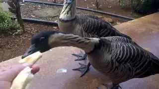 kauaian gooses
