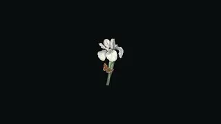 Phora Type Beat 