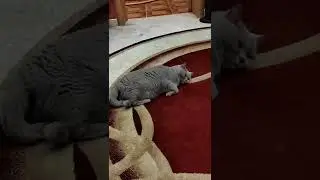 НИЧЕГО НЕ СТРАШНО! МАМИНА ОХРАНА 😂😂😂🙈😂