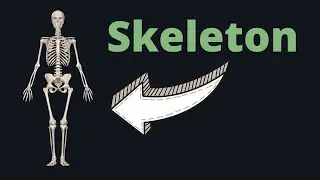 How to Sketch the Skeleton