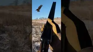 These dogs at a preserve is fast and loud 🤘