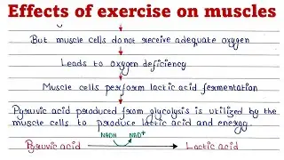 Effects of exercise on muscle