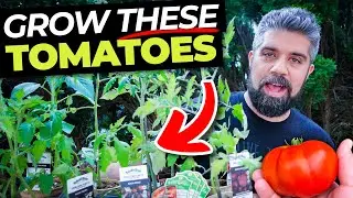 13 Awesome TOMATO Varieties To Plant In 2024 – Heirlooms, Hybrids, Cool Climates, Black Tomatoes!