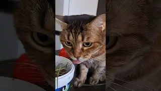 Смешная кошка Лиза)))😍😍😍