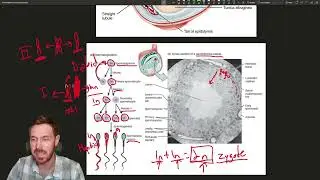 Exploring the Male Reproductive System: Anatomy, Functions, and Hormonal Regulation