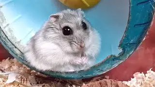 СКОЛЬКО ВРЕМЕНИ ХОМЯК МОЖЕТ НЕ МОРГАТЬ